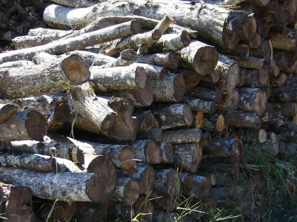 BOIS DE CHAUFFAGE – CHARME – LONGUEUR 2M